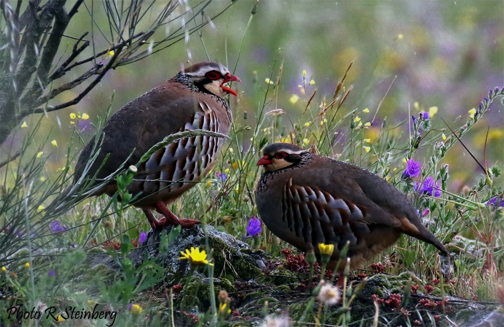 Rothuhn (alectoris rufa) 