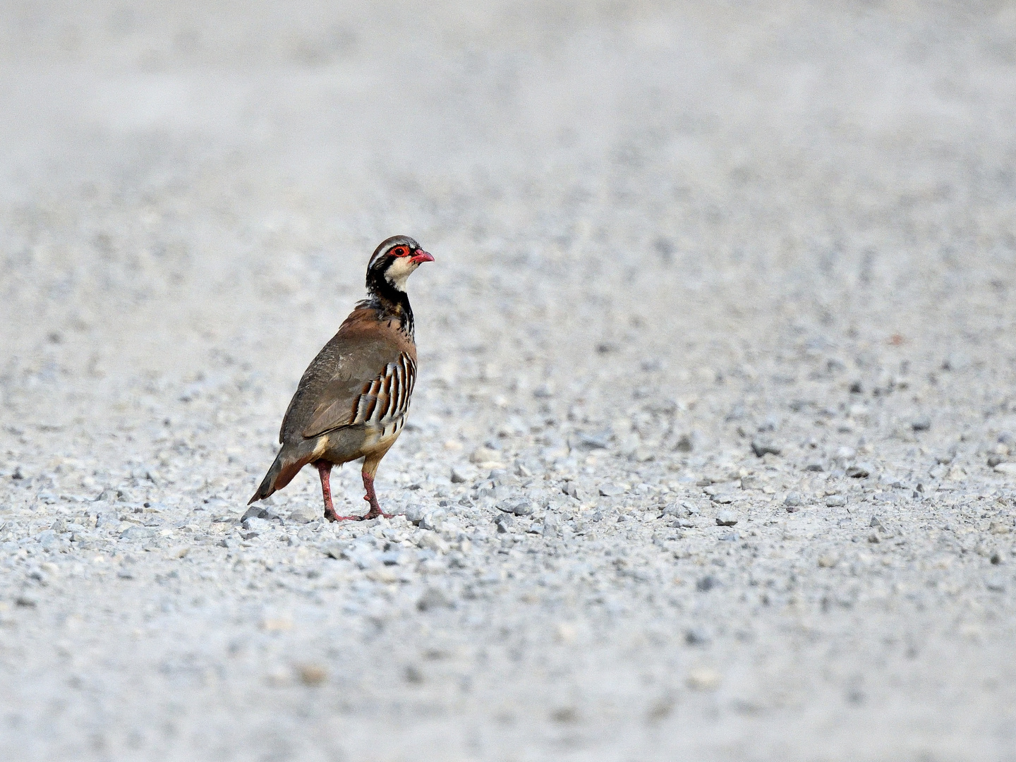 Rothuhn (Alectoris rufa), Red-legged partridge, Perdiz roja