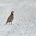 Rothuhn (Alectoris rufa), Red-legged partridge, Perdiz roja