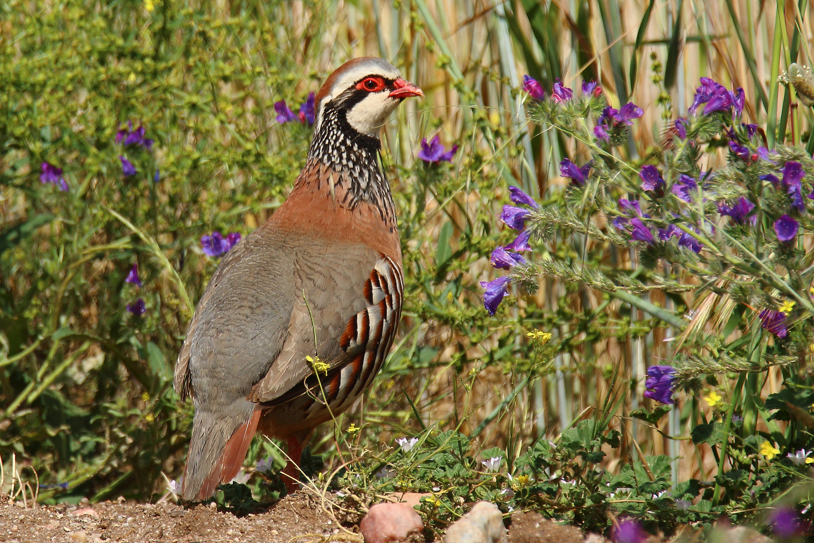 Rothuhn Foto & Bild tiere, wildlife, natur Bilder auf