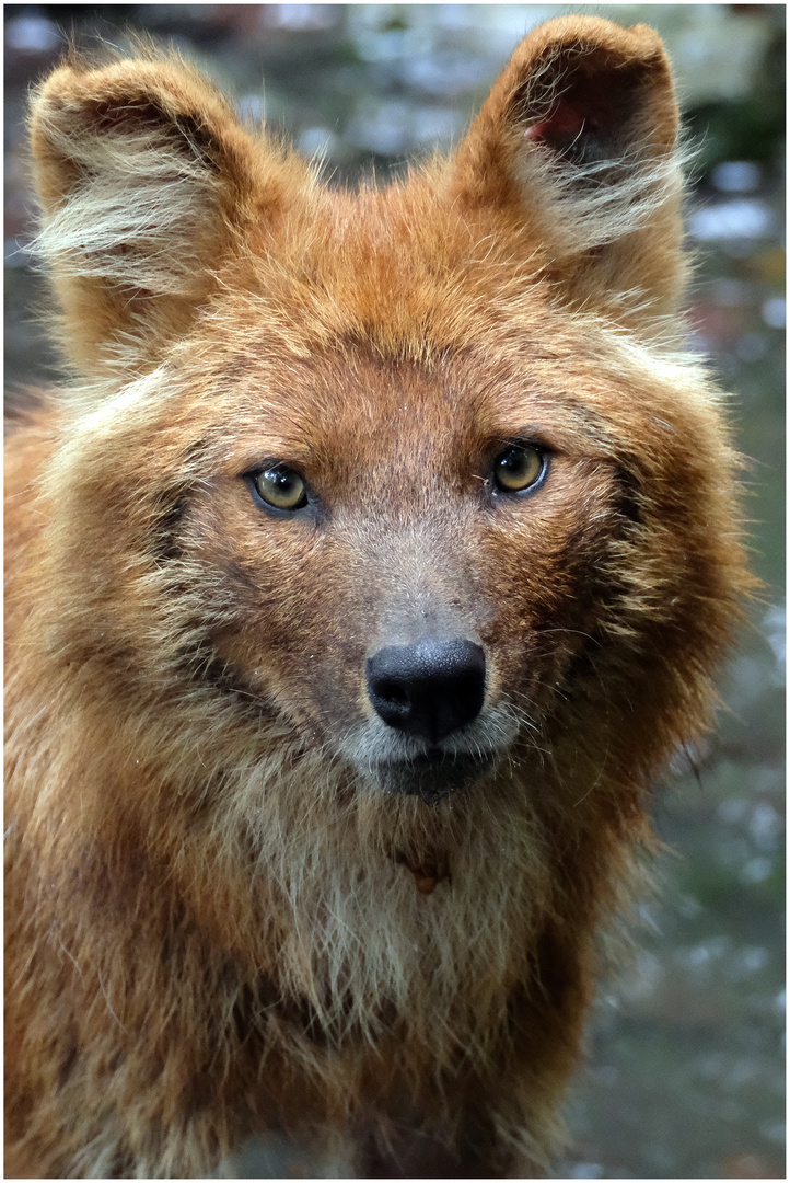 Rothund Foto & Bild tiere, zoo, wildpark & falknerei, säugetiere