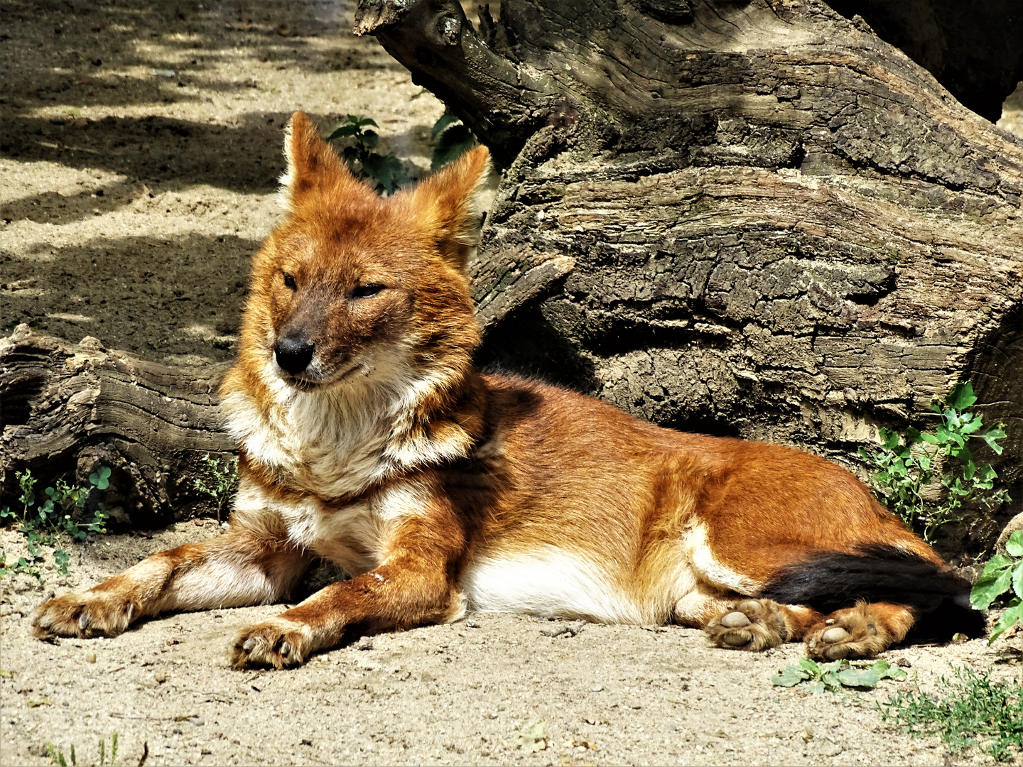 Rothund (Cuon alpinus)