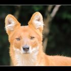 Rothund im Zoo Magdeburg