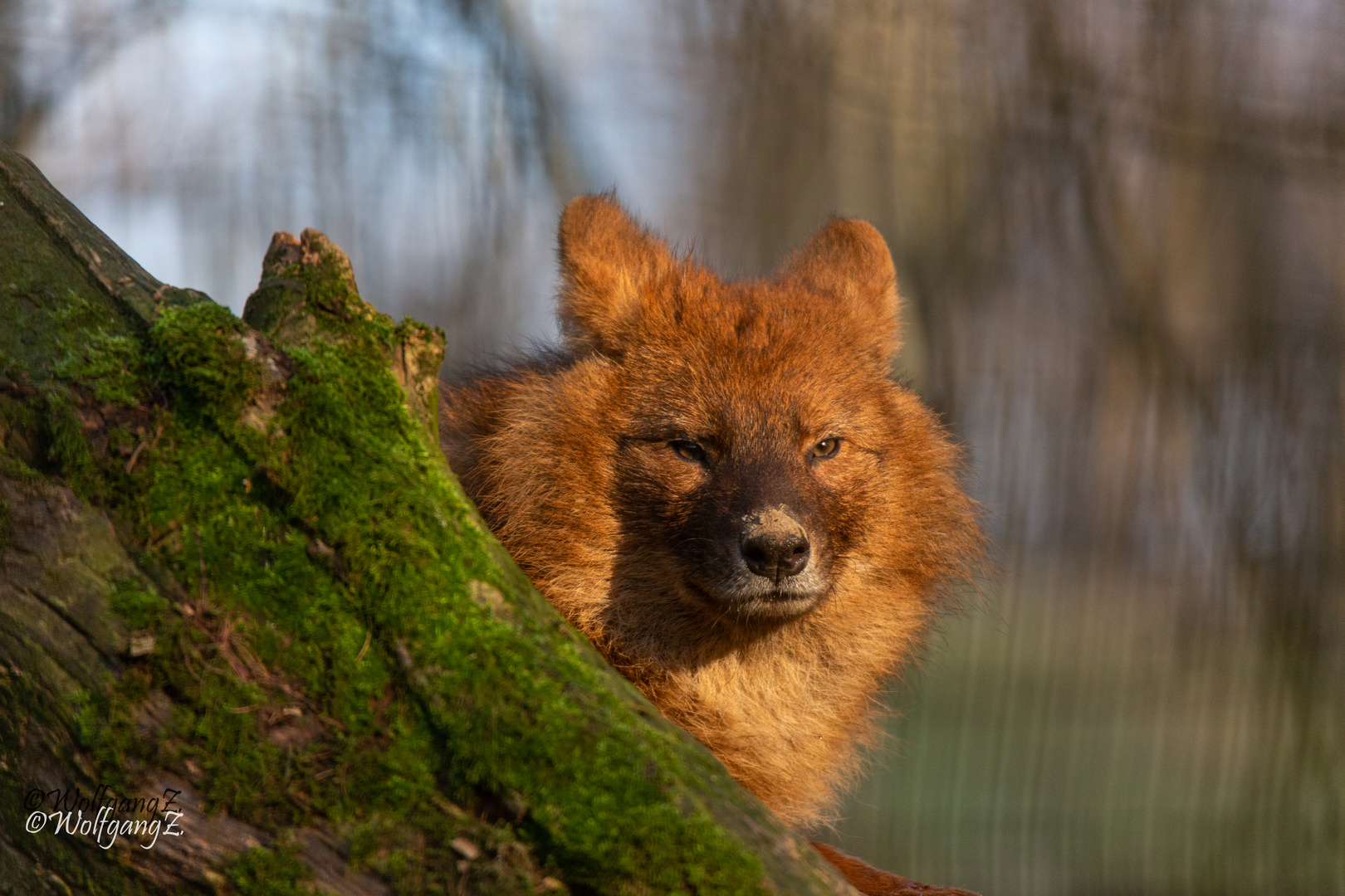 Rothund in der Abendsonne