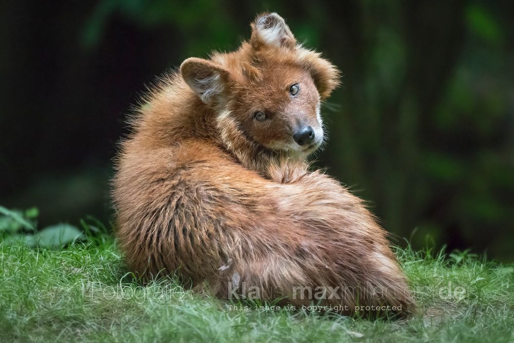 Rothund in Wuppertal Foto & Bild hunde, natur, zoo Bilder auf