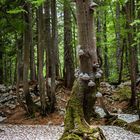 Rothwald. Der letzte Urwald im europäischen Alpenraum