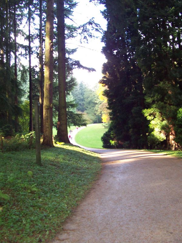 Rotkäpchen im Wald