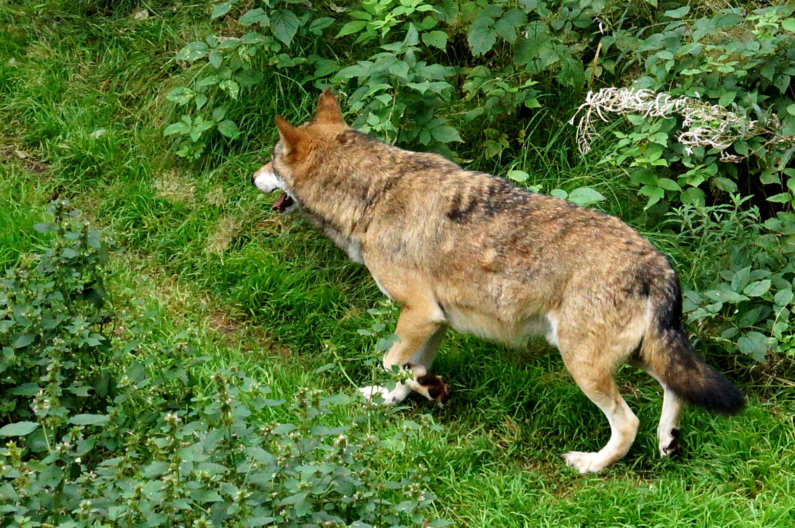 Rotkäpchen und nur der Wolf