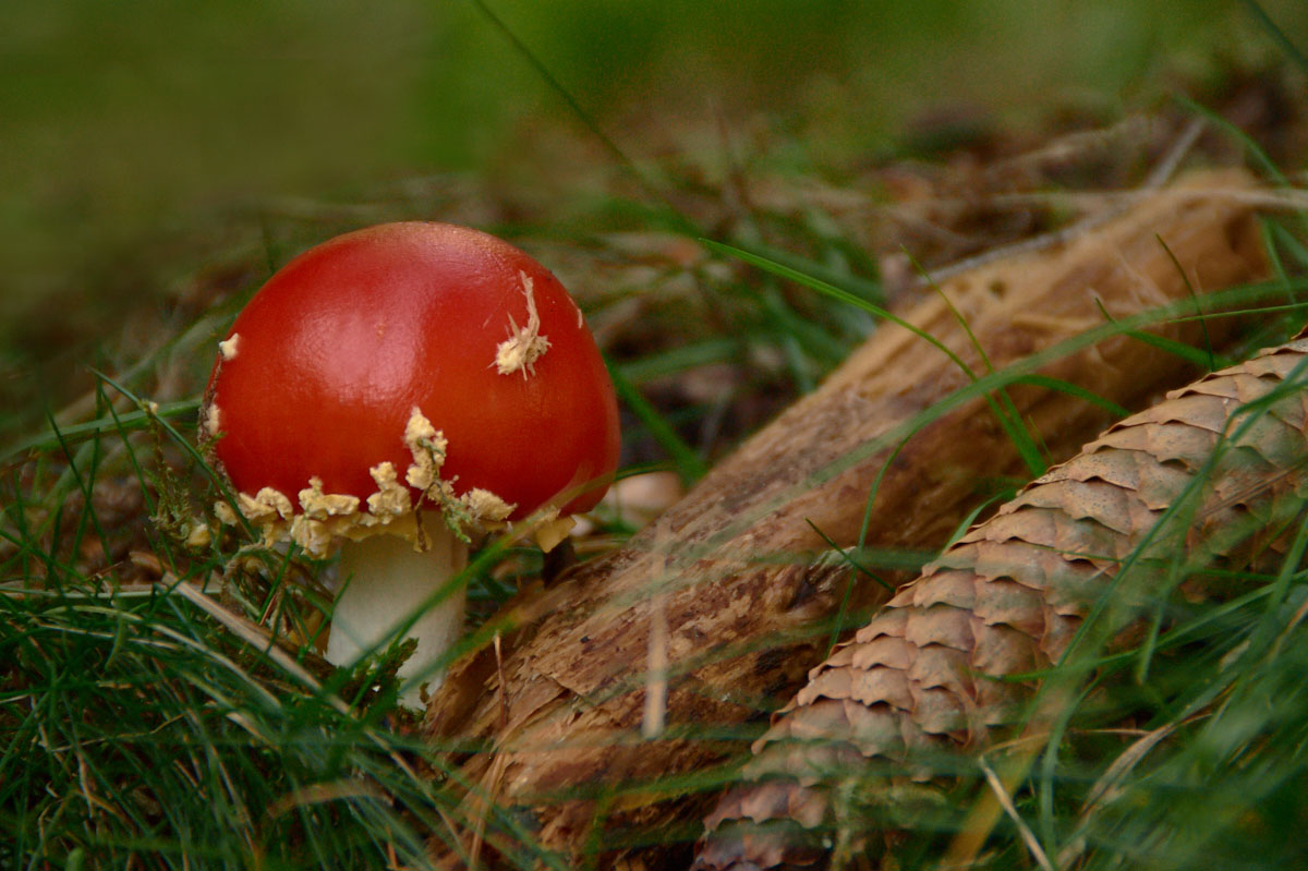 Rotkäppchen allein im Wald