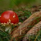 Rotkäppchen allein im Wald