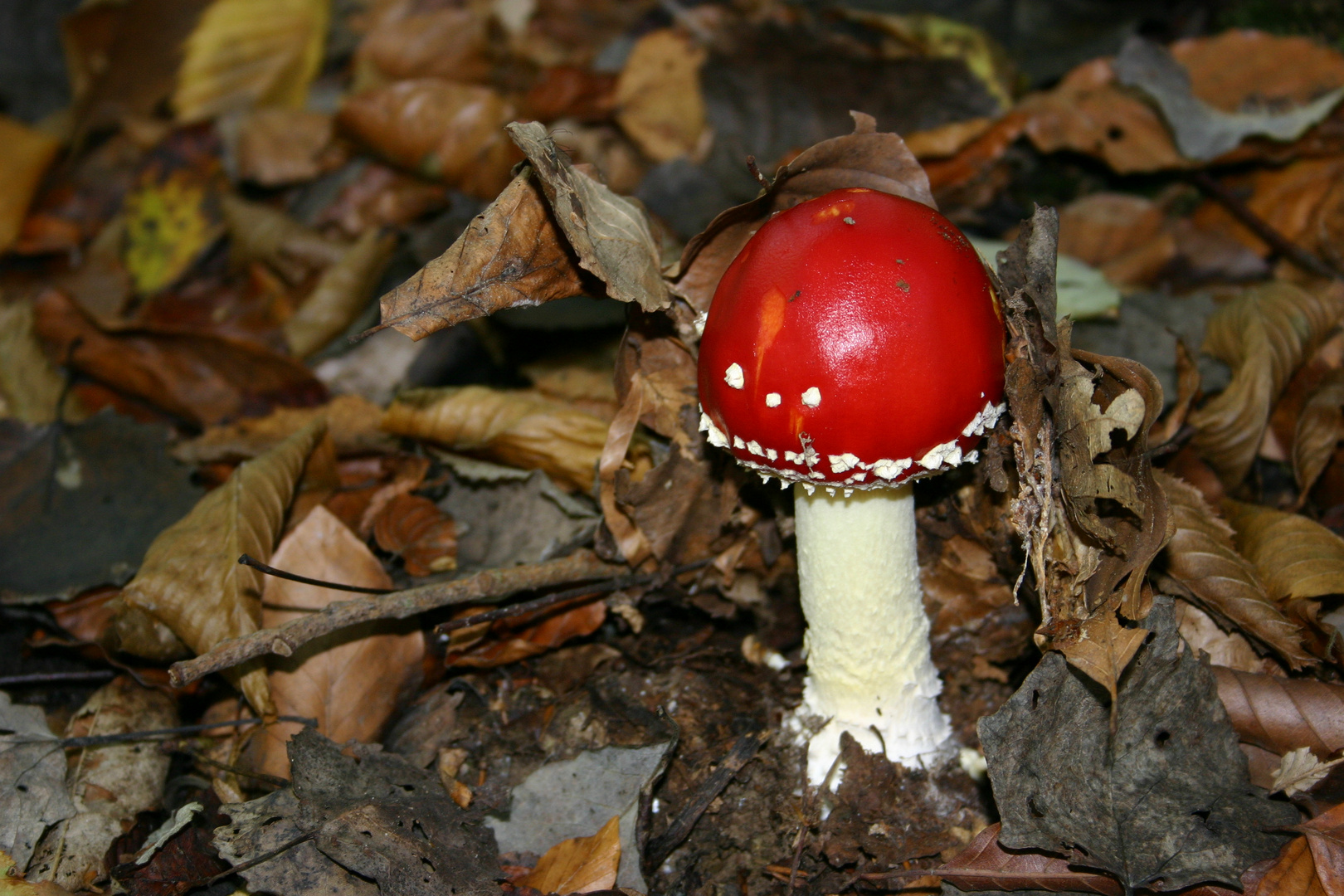 Rotkäppchen allein im Wald