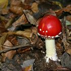 Rotkäppchen allein im Wald