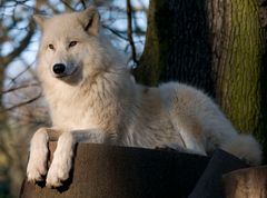 Rotkäppchen an Mischgemüse