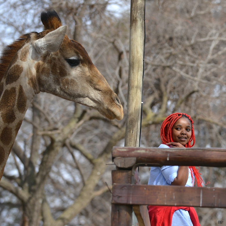 Rotkäppchen auf afrikanisch