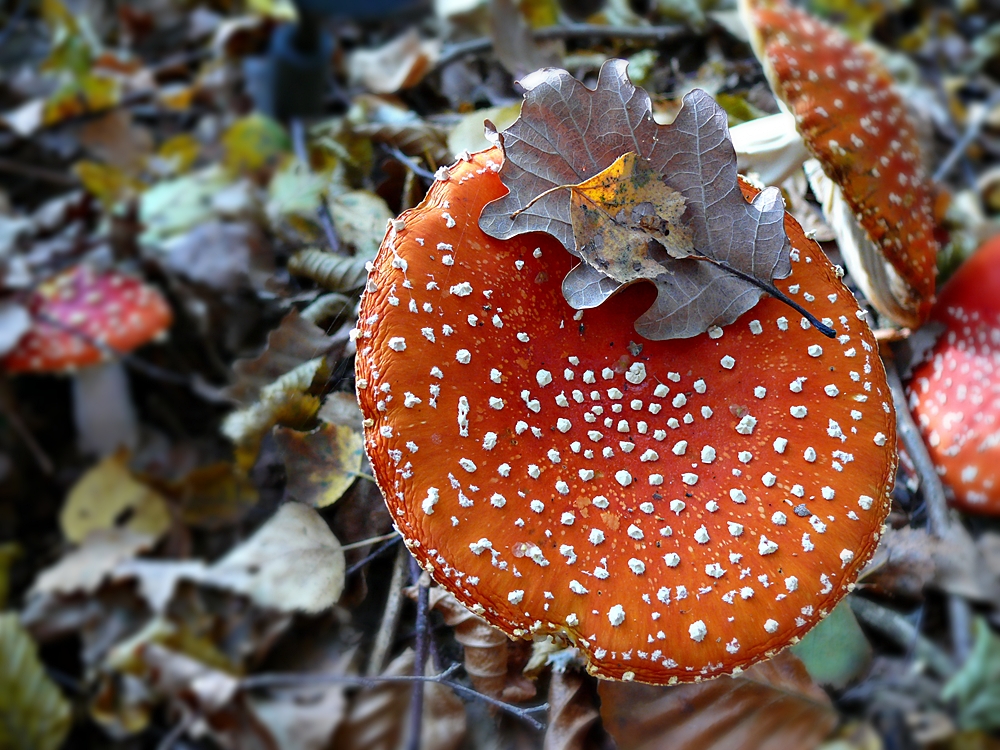 Rotkäppchen