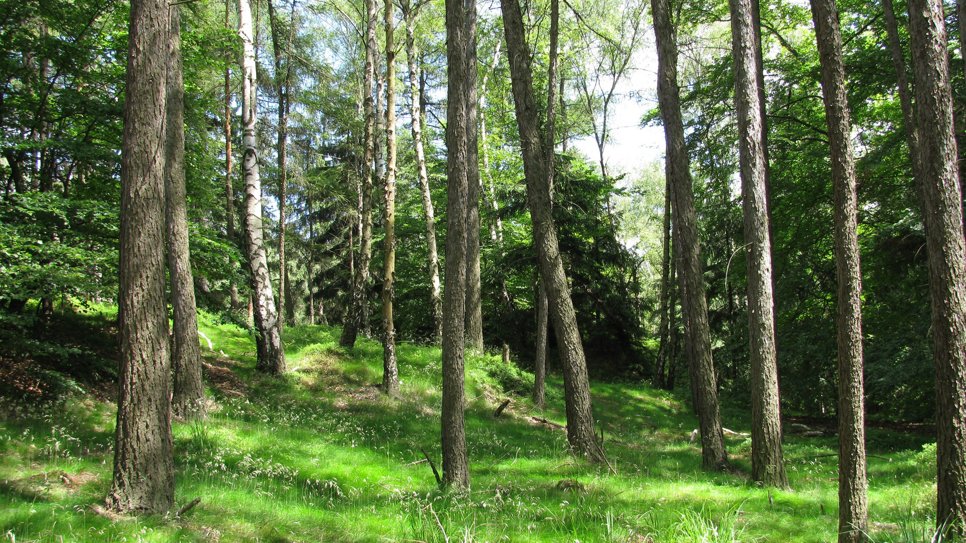 Rotkäppchen fehlt, dann wird es Frühling!