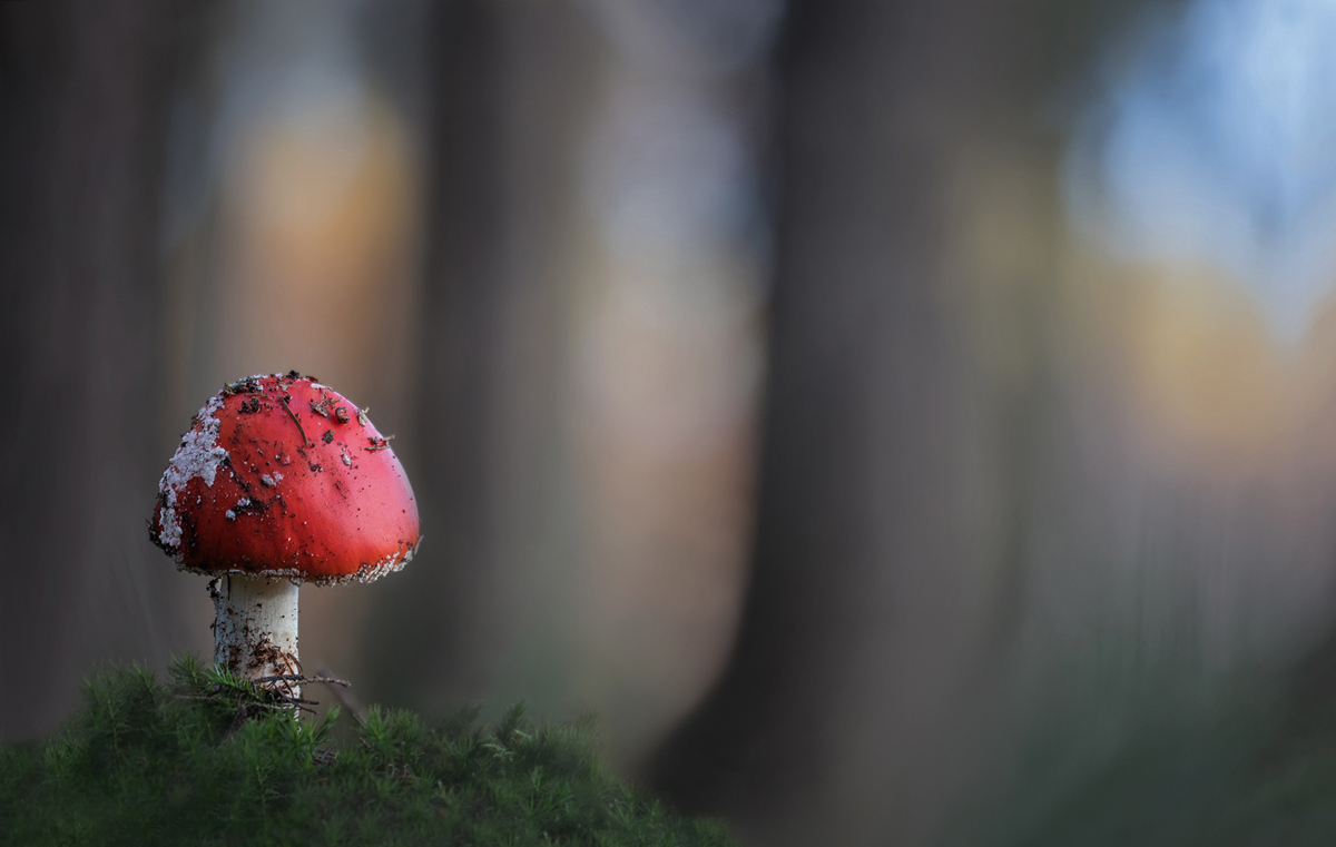 Rotkäppchen im dunklen Wald