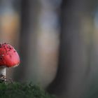 Rotkäppchen im dunklen Wald