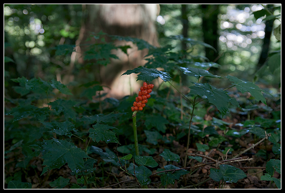 Rotkäppchen im Wald