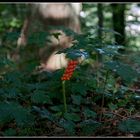 Rotkäppchen im Wald