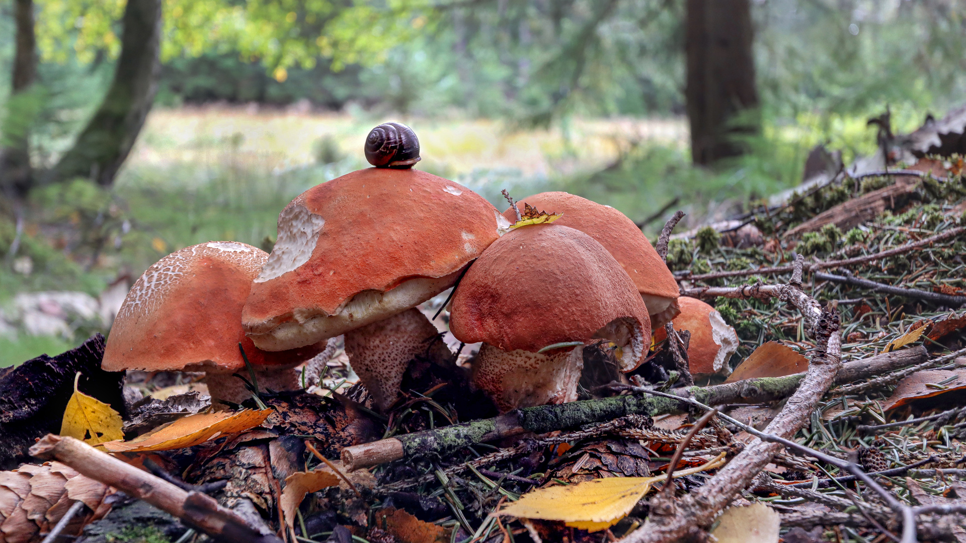 Rotkäppchen im Wald