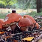 Rotkäppchen im Wald