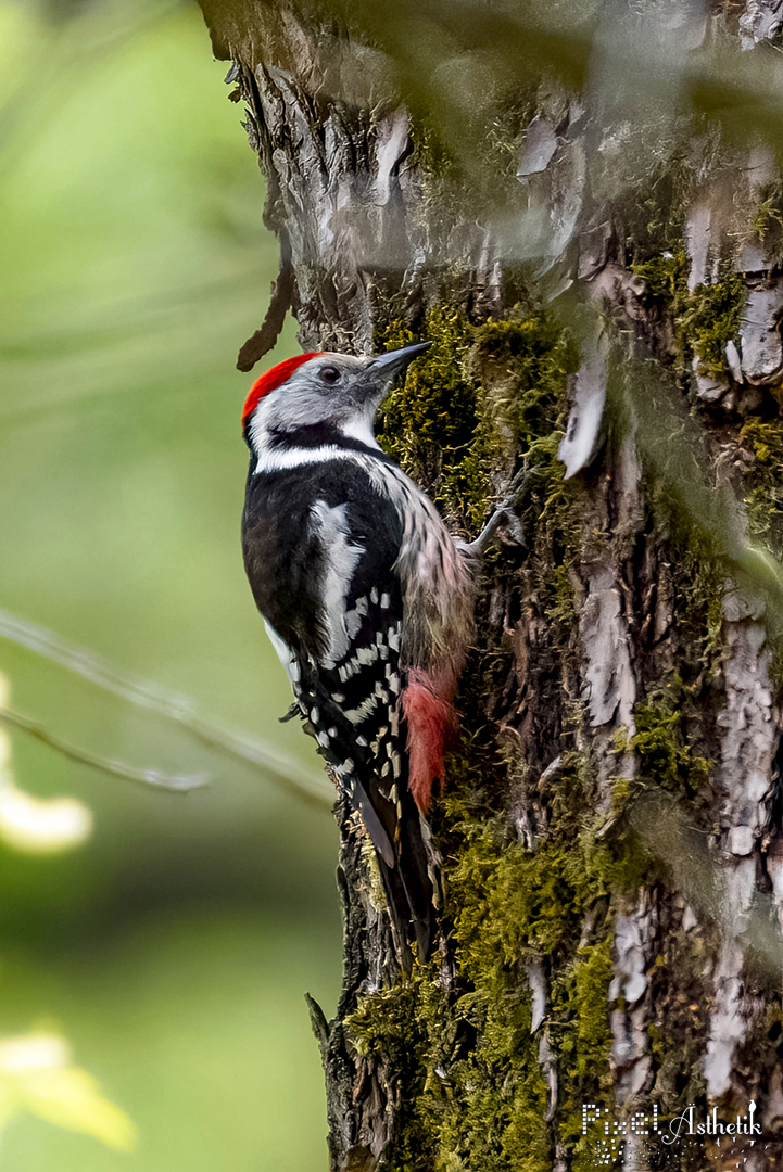 Rotkäppchen im Wald an der Saale