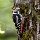 Rotkäppchen im Wald an der Saale