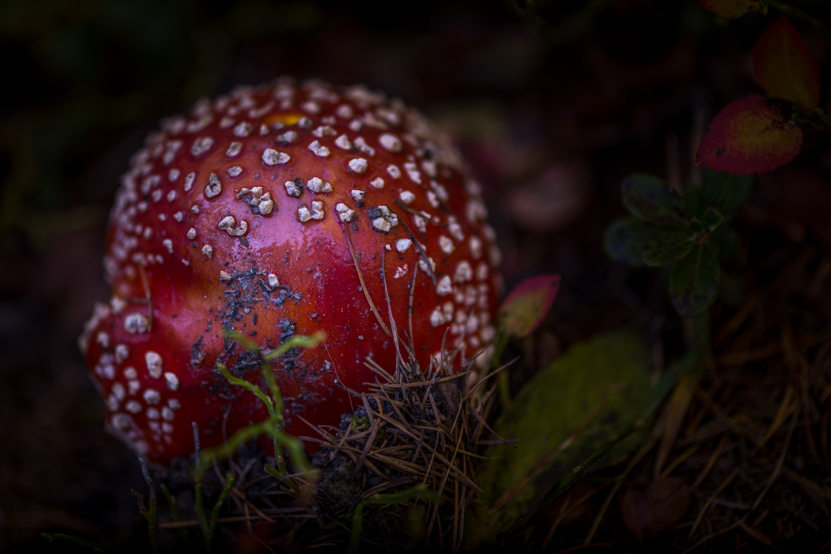 Rotkäppchen im Walde (Fliegenpilz)