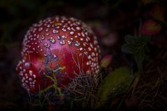 Rotkäppchen im Walde (Fliegenpilz)