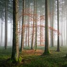 Rotkäppchen im Walde steht