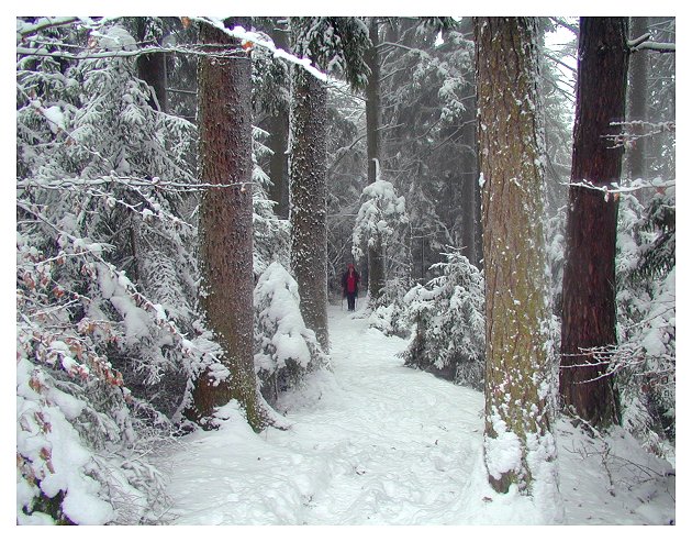 Rotkäppchen im Winterwald