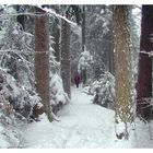 Rotkäppchen im Winterwald