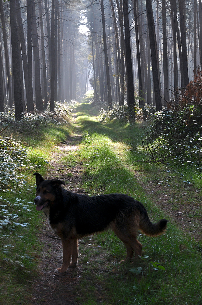 Rotkäppchen ist schon weg...