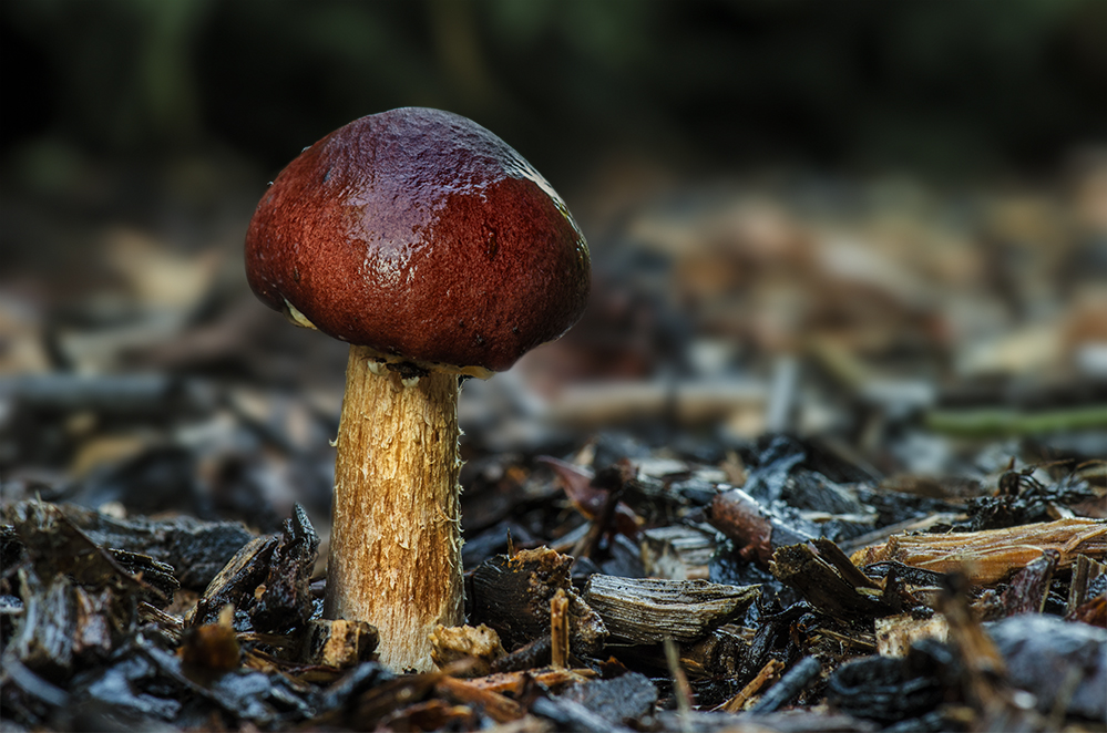 Rotkäppchen (rötlicher Holzritterling ?)