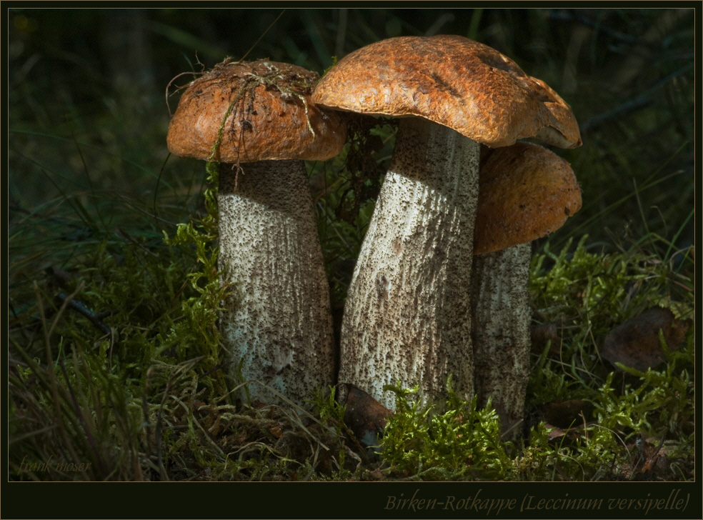 Rotkäppchen-Trio