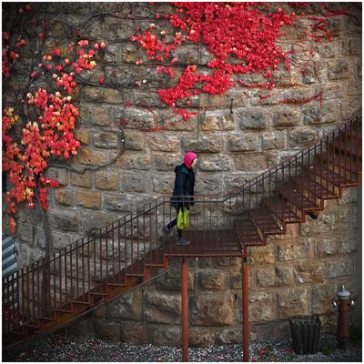 Rotkäppchen u. der Wilde Wein.......