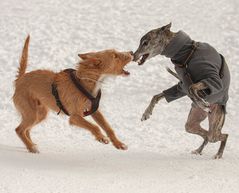 Rotkäppchen und der böse Wolf