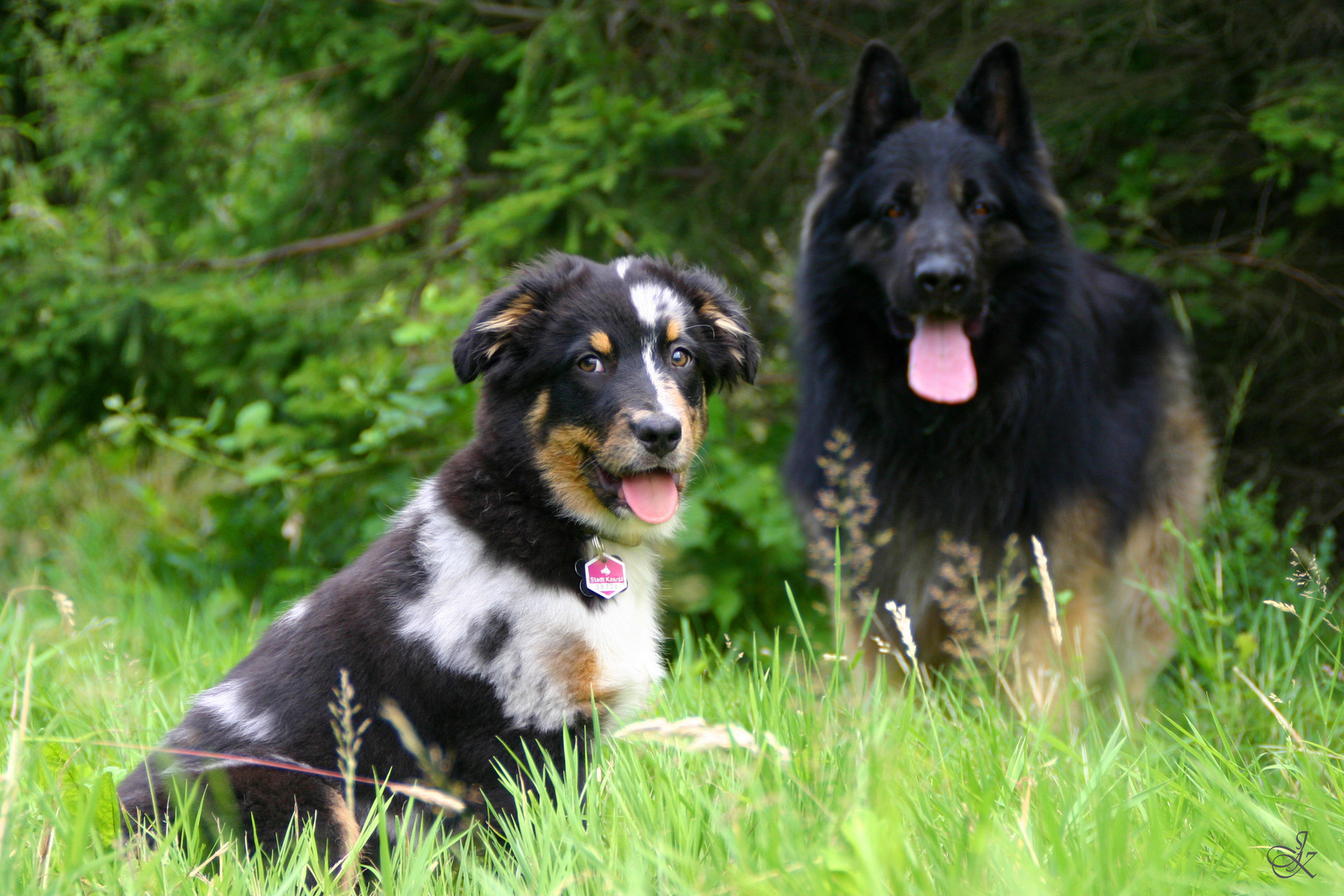 Rotkäppchen und der böse Wolf