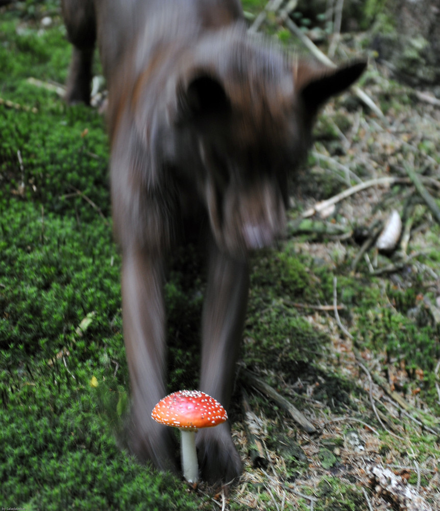 Rotkäppchen und der böse Wolf