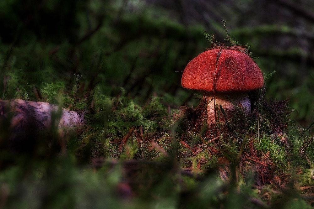 Rotkäppchen und der dunkle Wald...