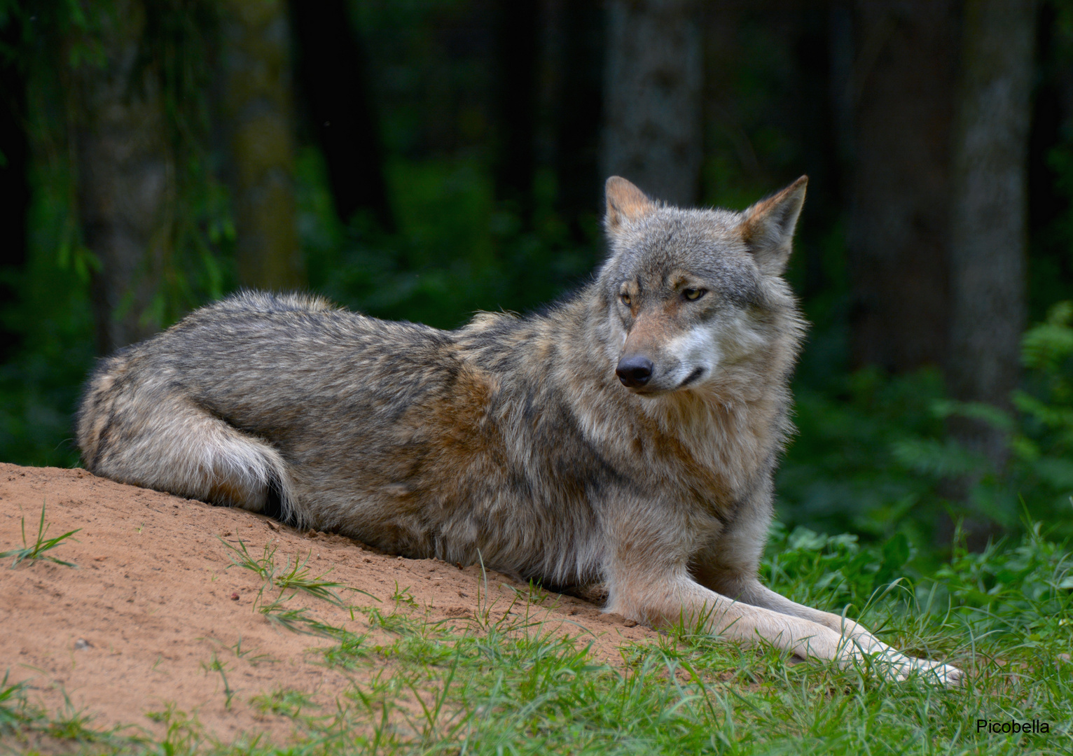 Rotkäppchen war heute beim Wolf ;-)