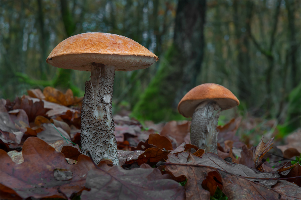 Rotkäppchen.....noch vom Oktober