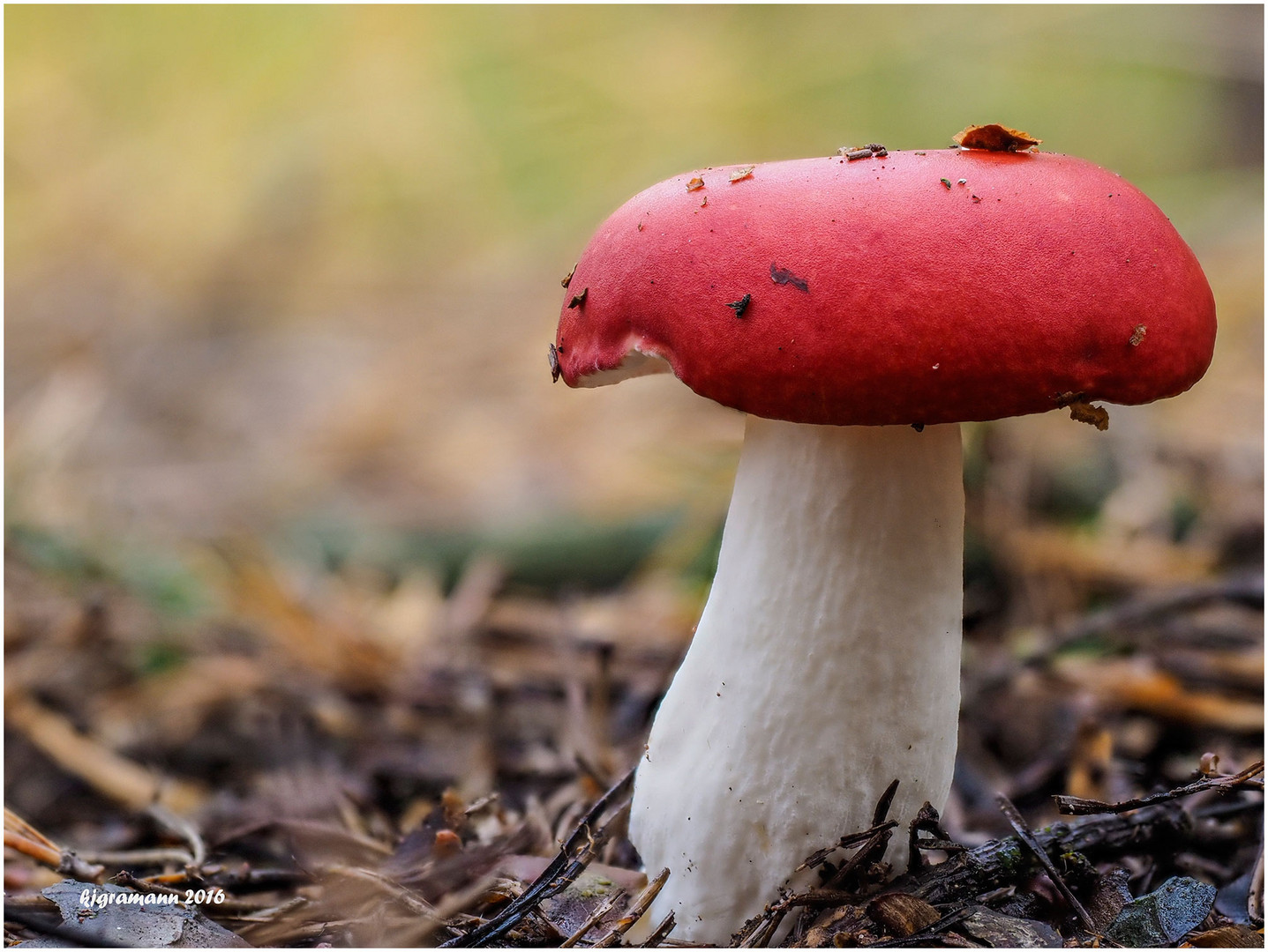 rotkäppchen......oder roter herings-täubling (russula xerampelina)....