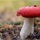 rotkäppchen......oder roter herings-täubling (russula xerampelina)....