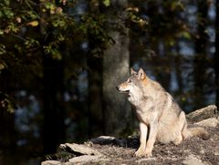 "Rotkäppchens Wolf"