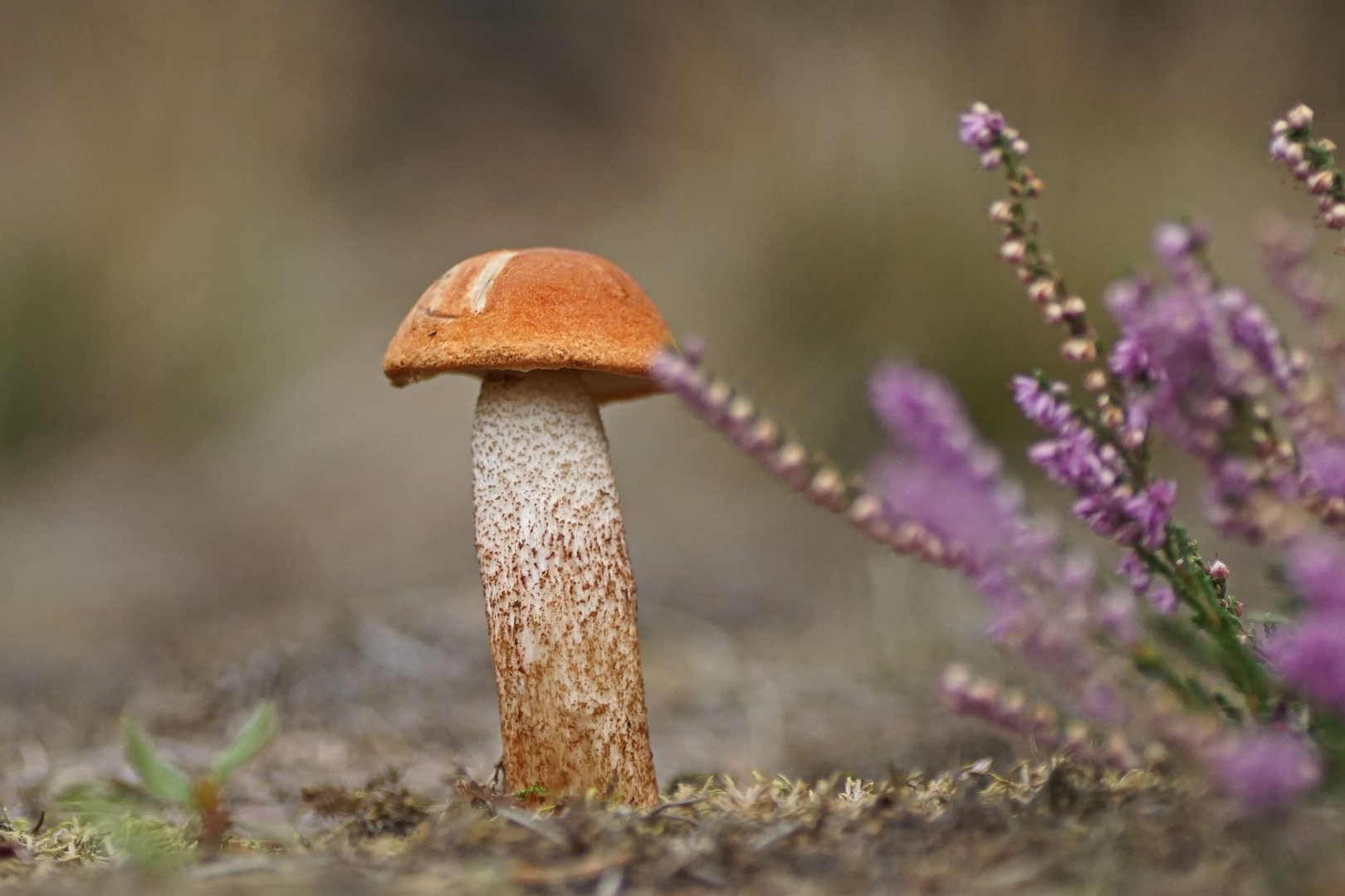 Rotkappe in der Heide