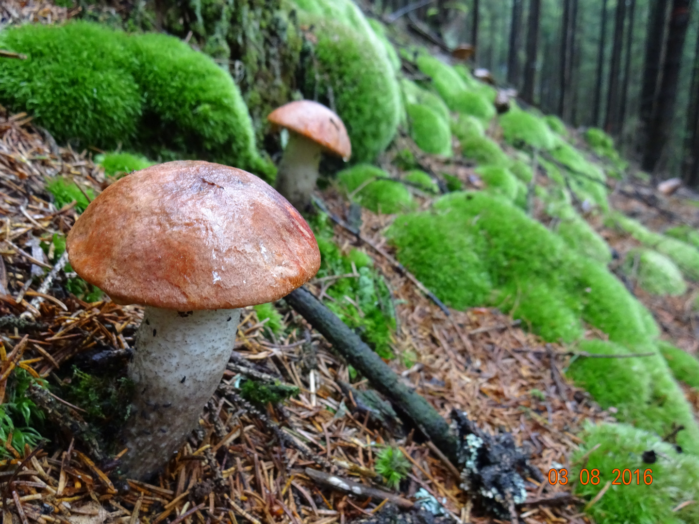 Rotkappe (Leccinum)