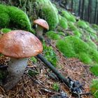 Rotkappe (Leccinum)