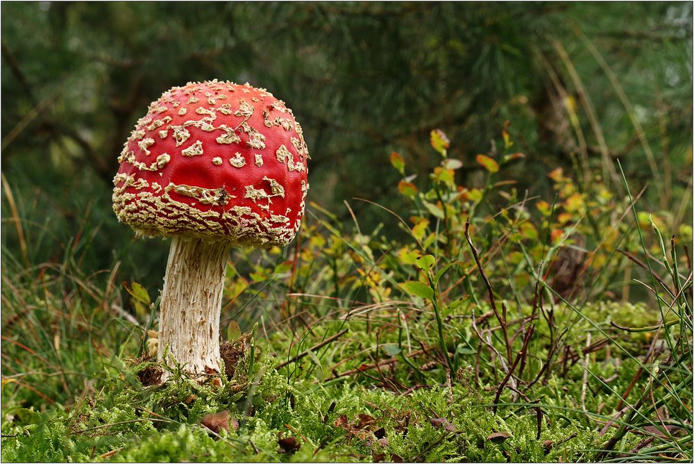 Rotkappe mit Pünktchen...